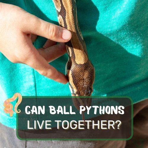 can ball pythons live together