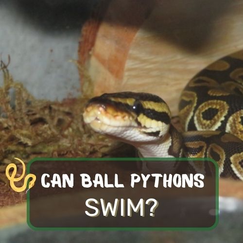 can ball pythons swim