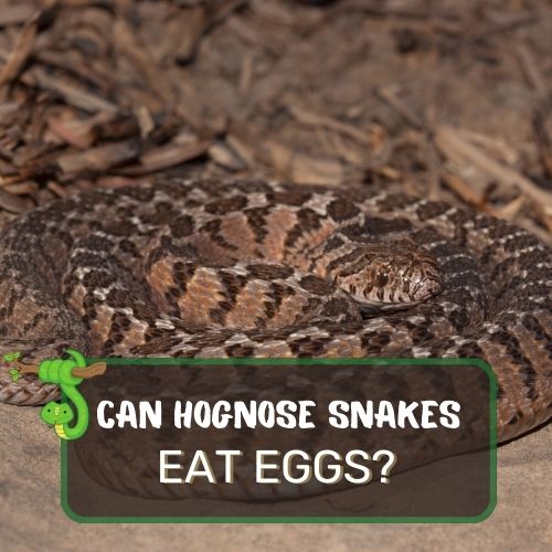 can hognose snake eat eggs