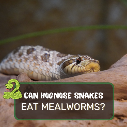can hognose snakes eat mealworms