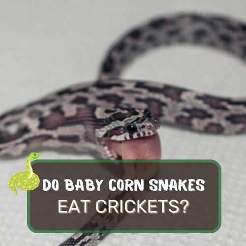 do baby corn snakes eat crickets