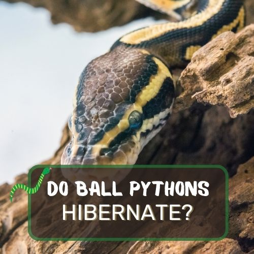 do ball pythons hybernate