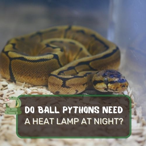 do ball pythons need a heat lamp at night