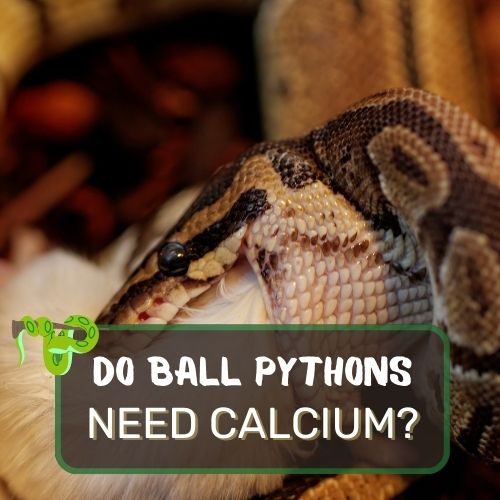 Do Ball Pythons Need Calcium? Ultimate Nutritional Guide