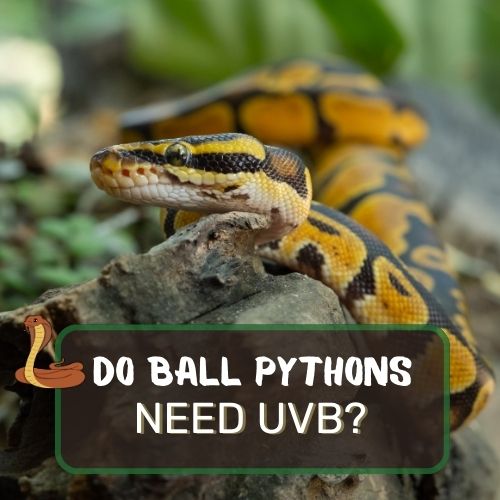 do ball pythons need uvb