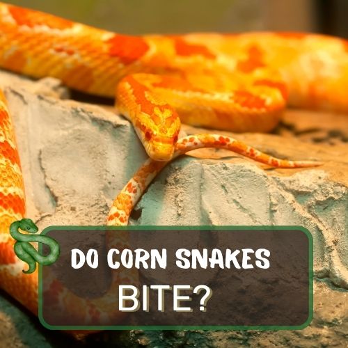 do corn snakes bite