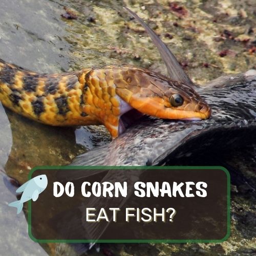 do corn snakes eat fish