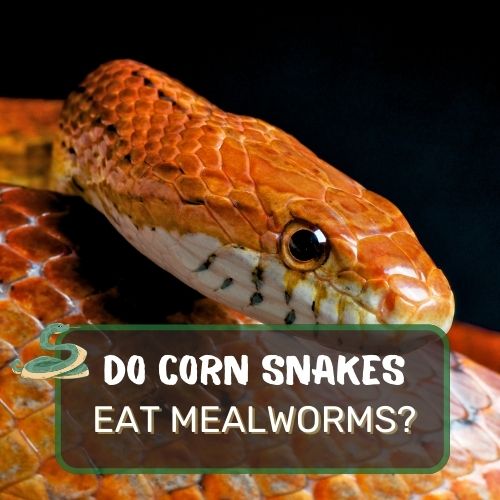 do corn snakes eat mealworms