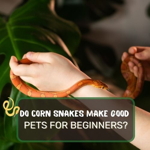 do corn snakes make good pets for beginners