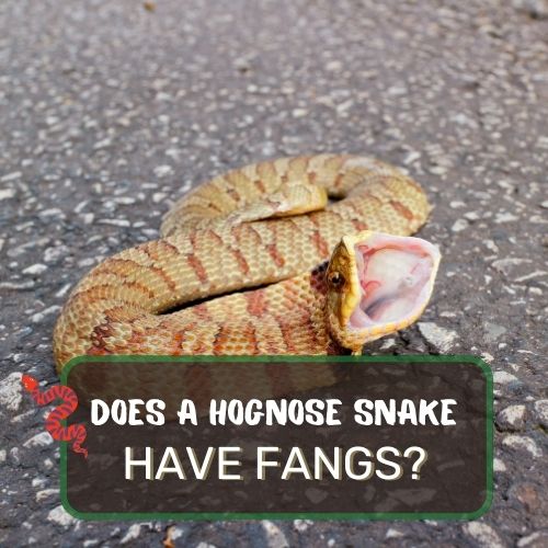 do hognose snakes have fangs
