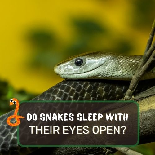 do snakes sleep with their eyes open?