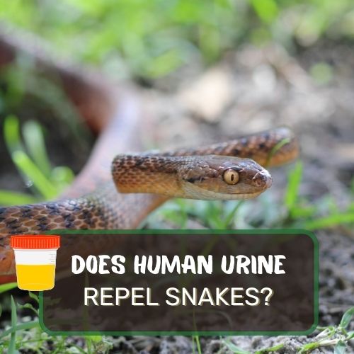 does human urine keep snakes at bay?