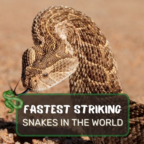 fastest striking snake in the world?