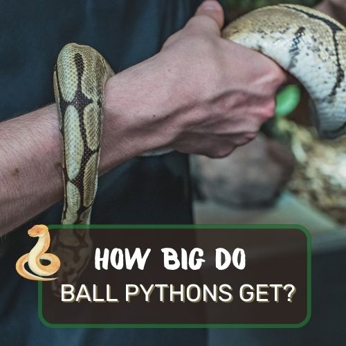 how big do ball pythons get?