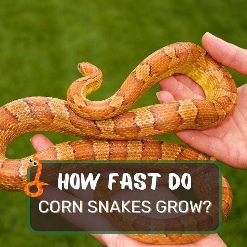 how fast do corn snakes grow