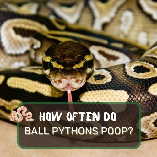 how often do ball pythons poop