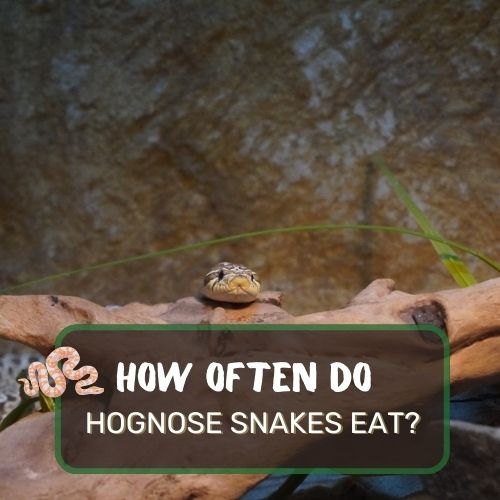 how often do hognose snakes eat