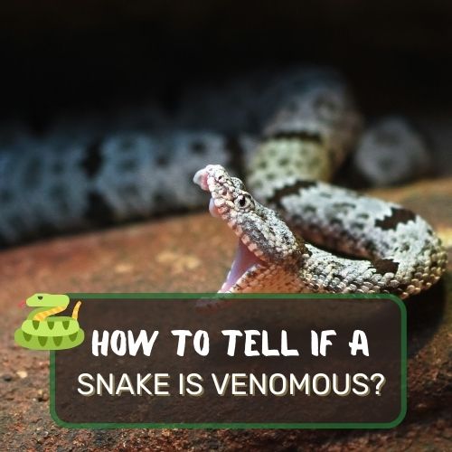 how to tell if a snake is venomous