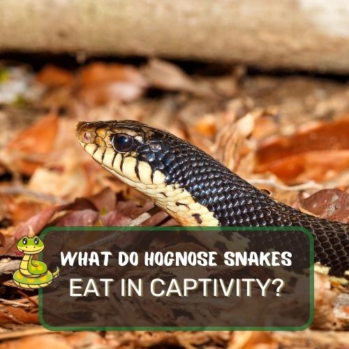 what do hognose snakes eat in captivity