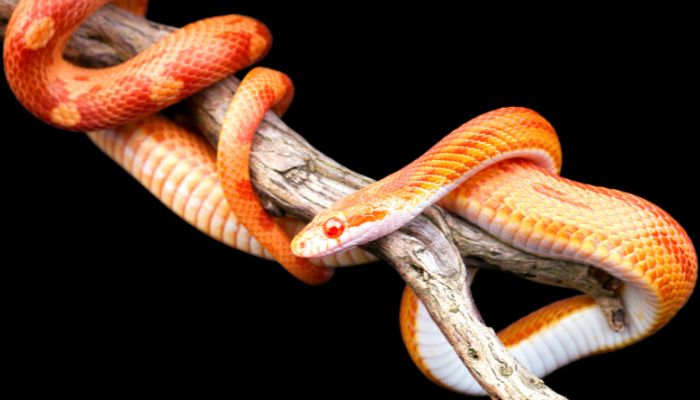 Overview of Corn Snakes