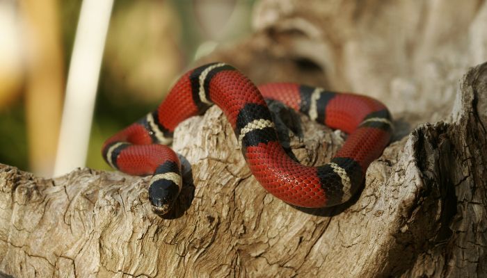 The Right Tank Size: Giving Your Milk Snake Space