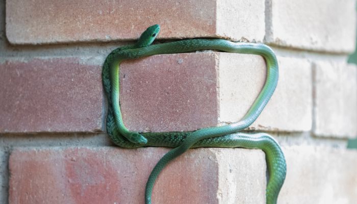The Science Behind Snake Climbing: Not Just Any Slither
