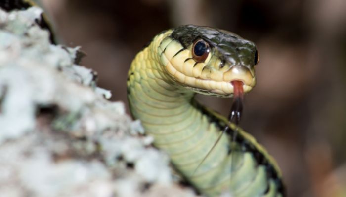 Are Garter Snake Bites Venomous?