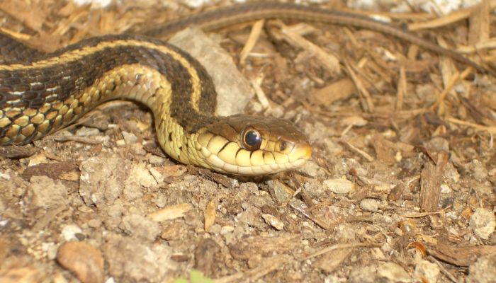 What are the dangers of Garter Snake bites For Dogs?