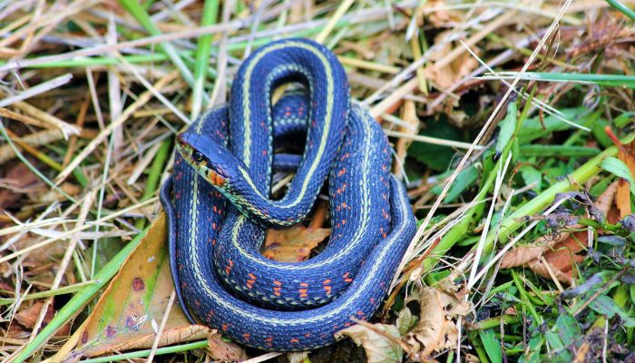 Garter Snakes and Their Underground Adventures
