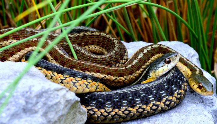 Social Nature of Garter Snakes: The Social Butterflies of the Snake World