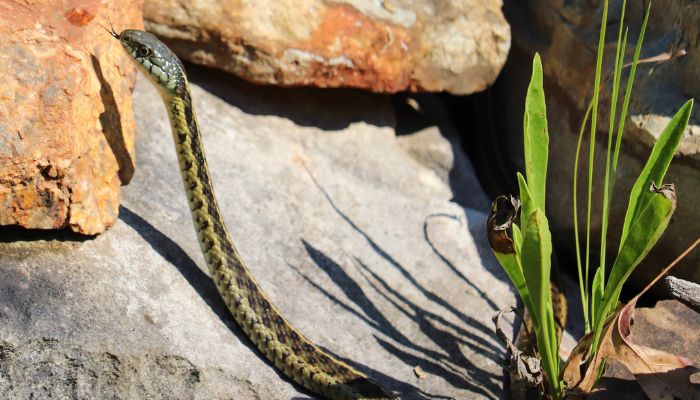 Garter Snakes: Smellier Than Average?
