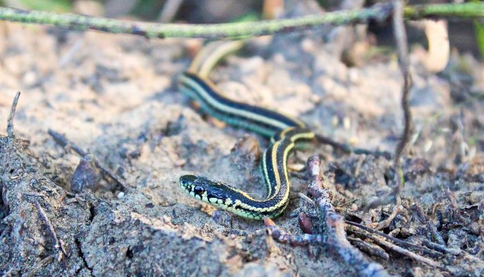 Dietary Habits of Garter Snakes