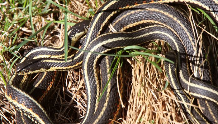 Physical Signs of Pregnancy in Garter Snakes