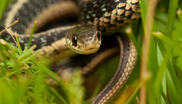 Behavior: Are Garter Snakes Friendly?