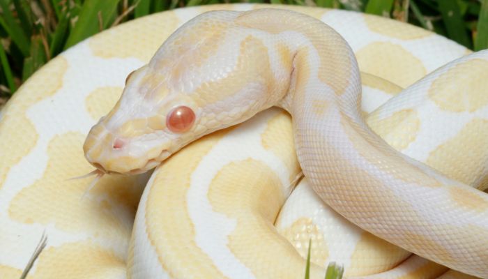 The Unique Appearance of Albino Ball Pythons