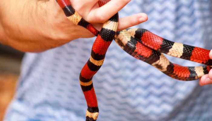 Feeding Milk Snakes in Captivity: Mice and Beyond