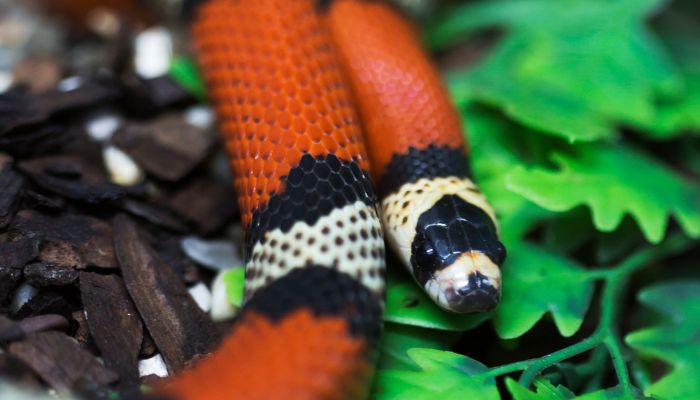 Natural Diet of Baby Milk Snakes in the Wild