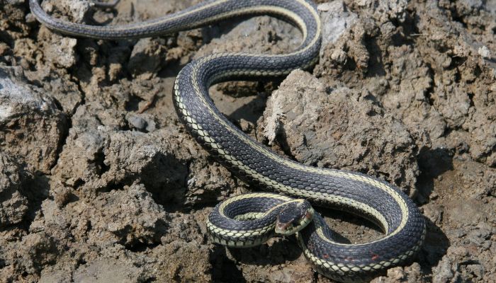Natural Shelters Garter Snakes Seek