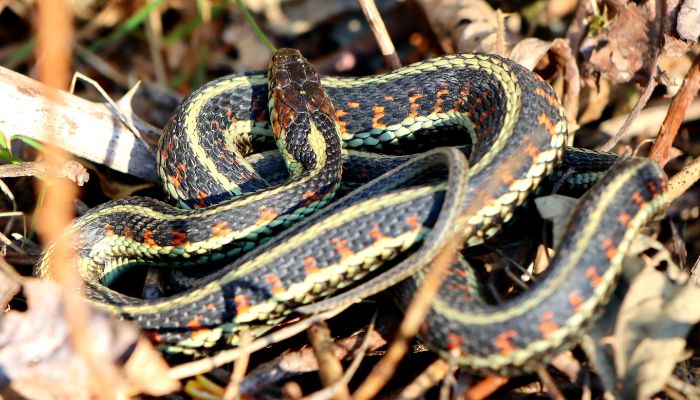 List of Foods Commonly Consumed by Garter Snakes