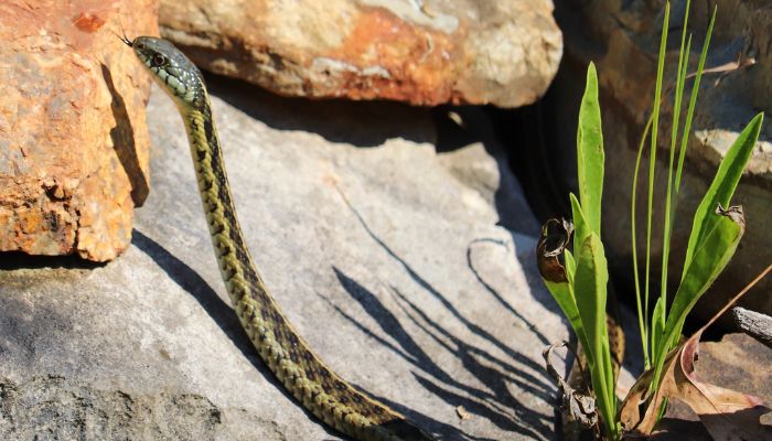 Behavioral Changes in Pregnant Garter Snakes