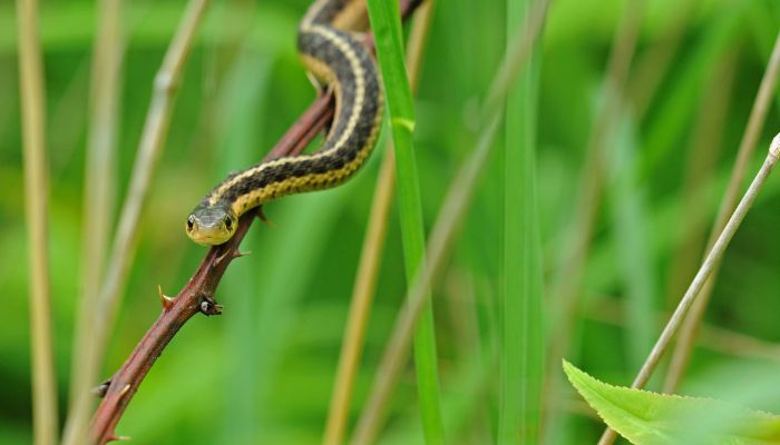 Why Would a Garter Snake Want to Climb?