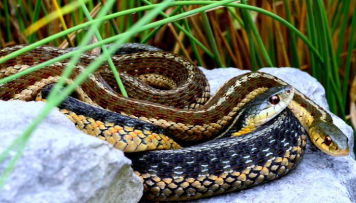Why Garter Snakes are Beneficial for Gardens