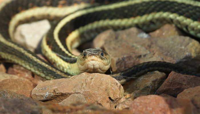 When and Where Do Garter Snakes Hibernate?