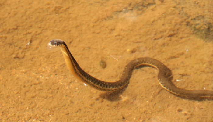 Hunting Techniques of Garter Snakes