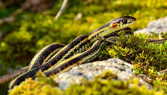 The Unique Reproductive Nature of Garter Snakes