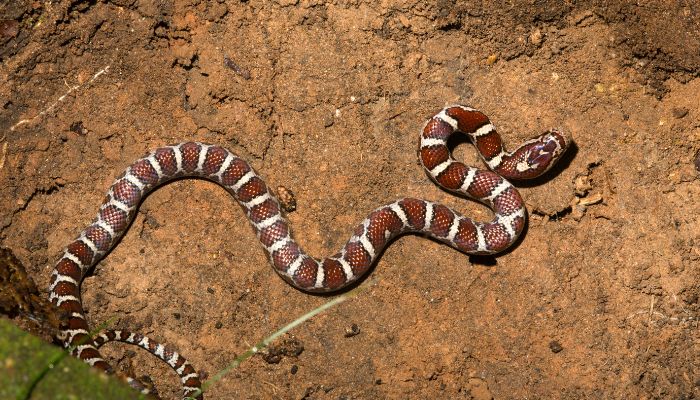 The Benefits of Mice in a Milk Snake's Diet