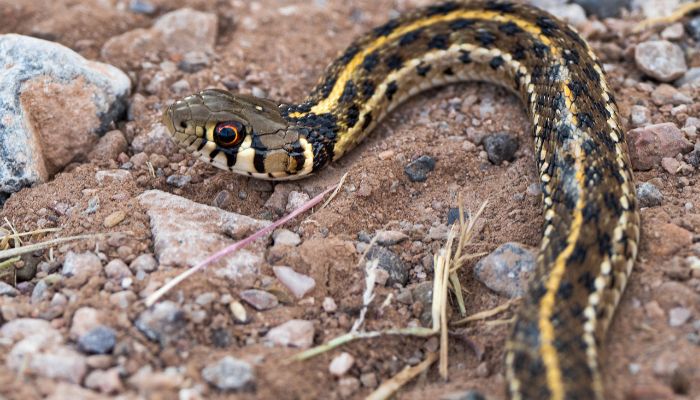 How can you prevent your dog from being bitten by a Garter Snake?