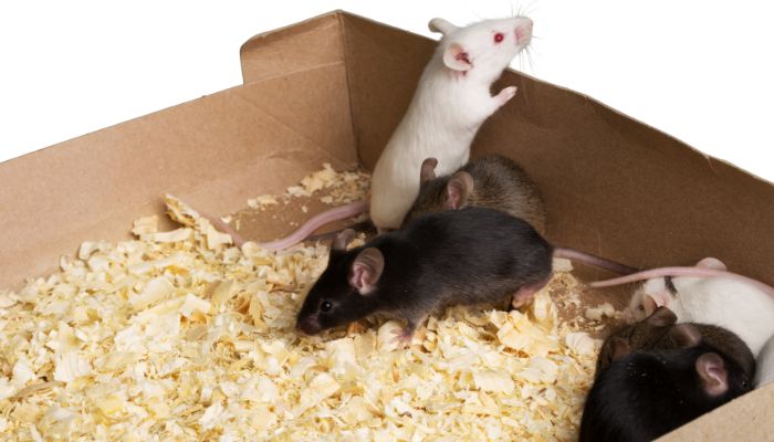 Are There Any Risks? When Mice Aren't Ideal