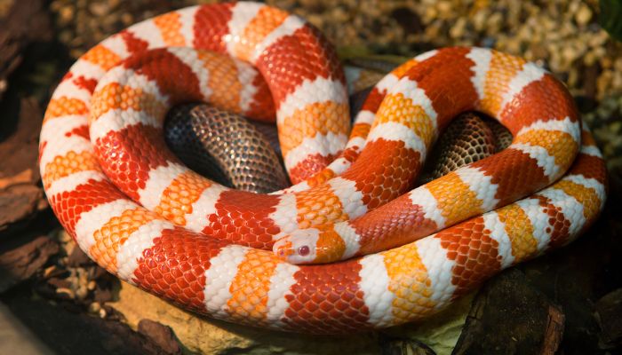 Transitioning Diet as the Milk Snake Grows