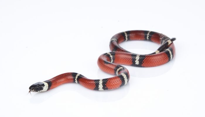 Potential Threats to Milk Snakes when Consuming Frogs